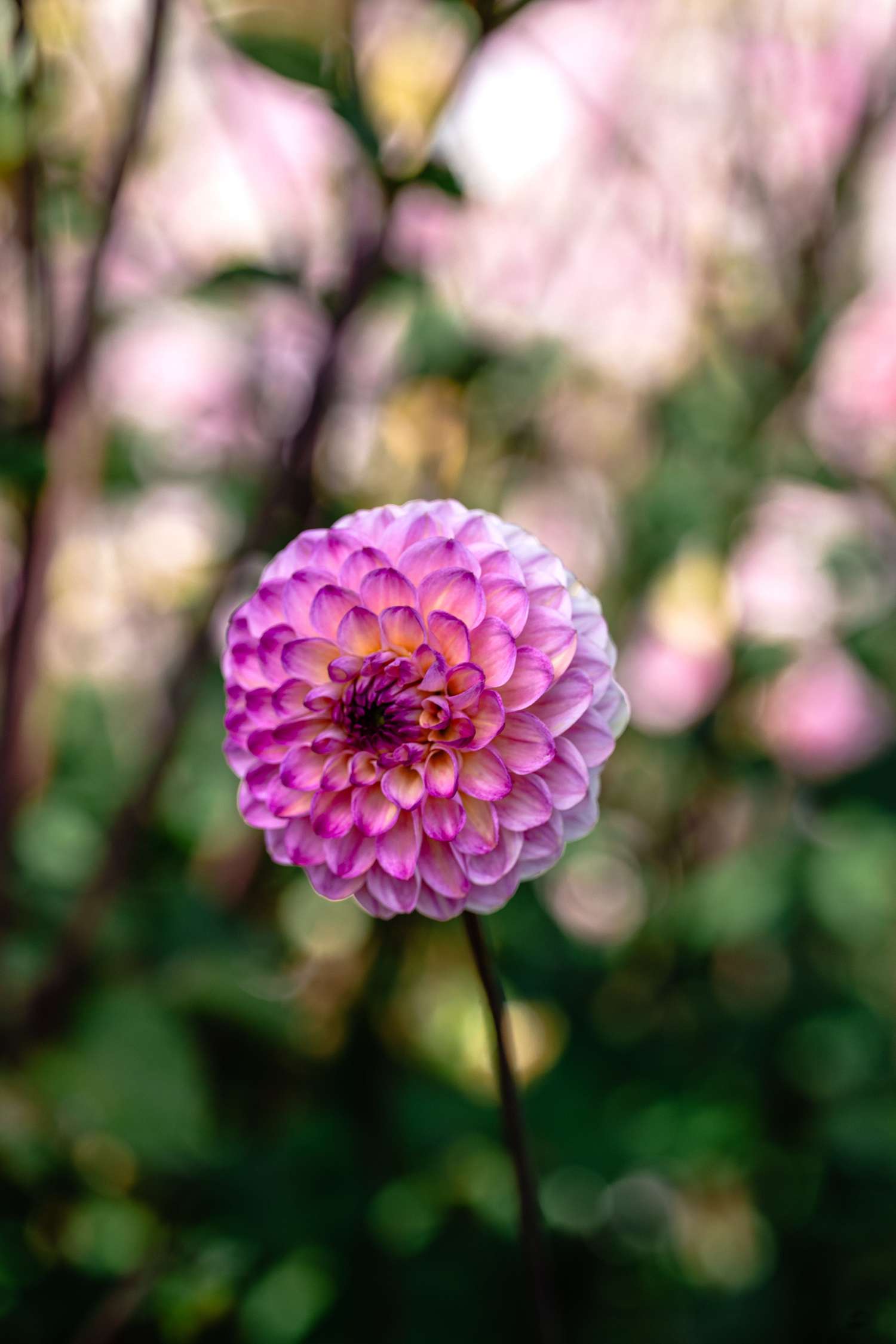 Dahlie 'Wine Eyed Jill'